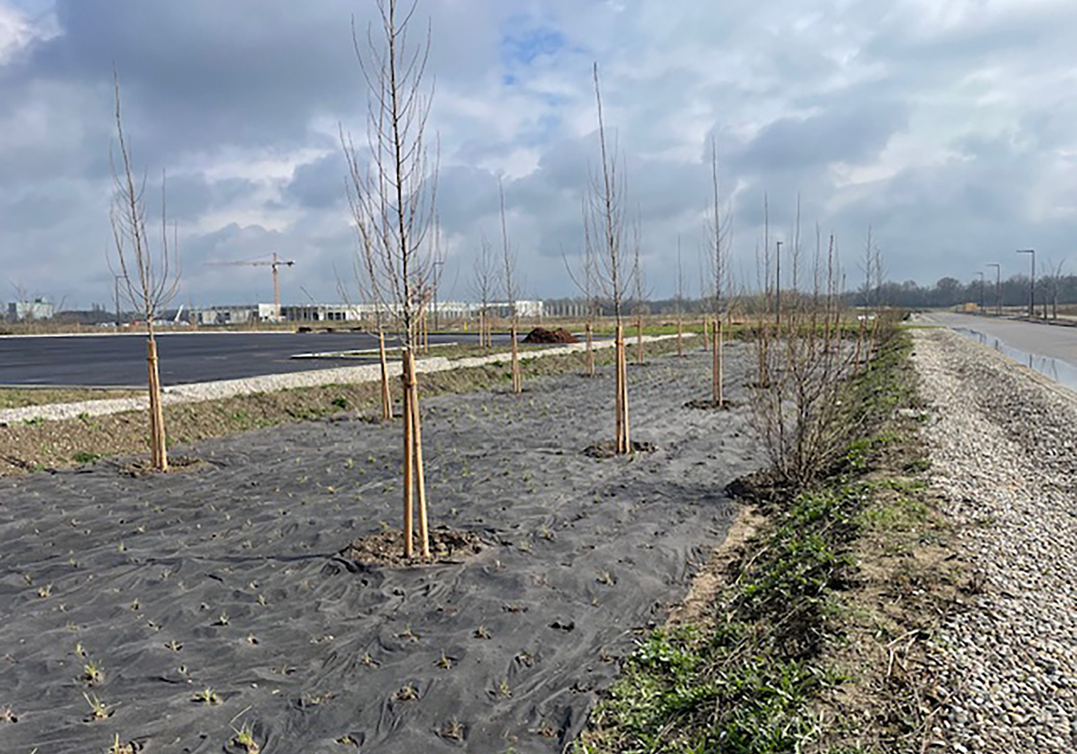 Les aménagements paysagers se poursuivent au sud d’Axioparc (14 espèces plantées)